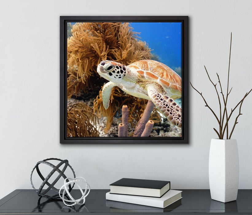 Meeresschildkröte  auf Leinwandbild Quadratisch gerahmt mit Kirschblüten