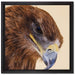 Adler Porträt auf Leinwandbild Quadratisch gerahmt Größe 40x40