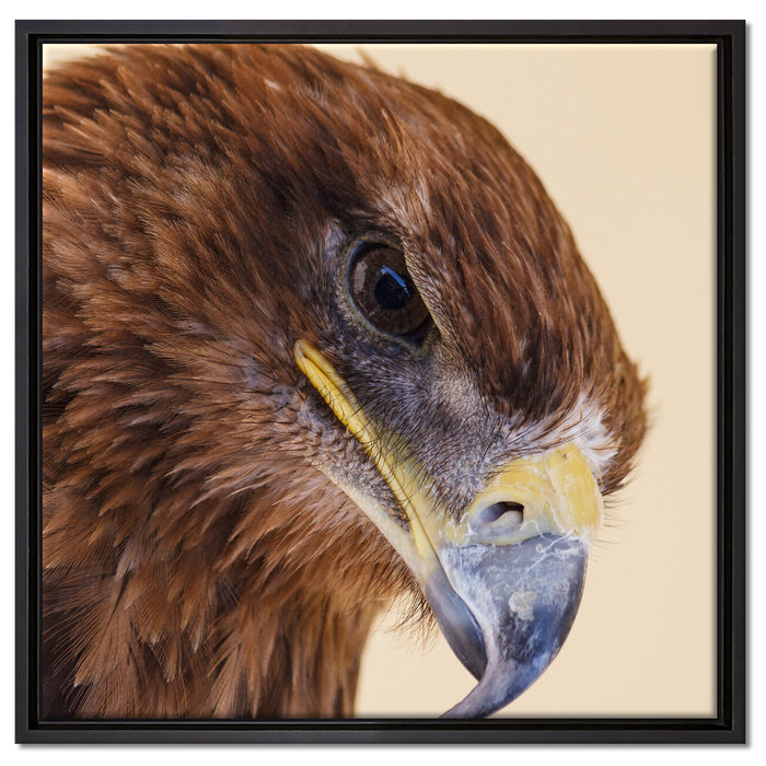 Adler Porträt auf Leinwandbild Quadratisch gerahmt Größe 60x60