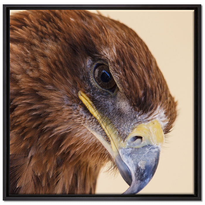 Adler Porträt auf Leinwandbild Quadratisch gerahmt Größe 70x70