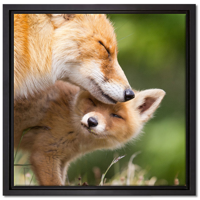 Kuschelnde Füchse auf Leinwandbild Quadratisch gerahmt Größe 40x40