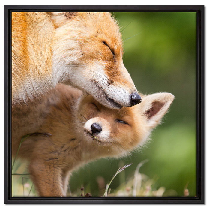 Kuschelnde Füchse auf Leinwandbild Quadratisch gerahmt Größe 60x60