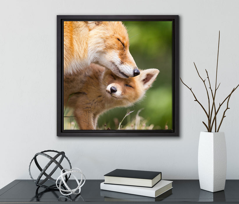 Kuschelnde Füchse  auf Leinwandbild Quadratisch gerahmt mit Kirschblüten