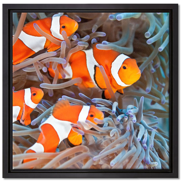 Clownsfische in Anemone auf Leinwandbild Quadratisch gerahmt Größe 40x40