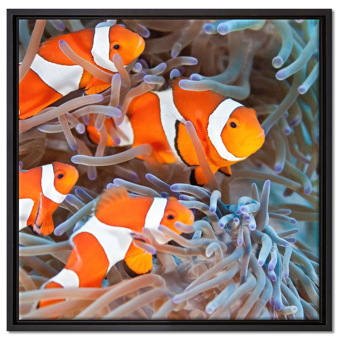 Clownsfische in Anemone auf Leinwandbild Quadratisch gerahmt Größe 60x60