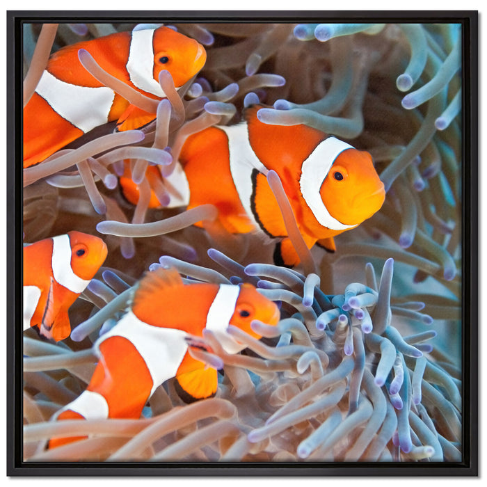 Clownsfische in Anemone auf Leinwandbild Quadratisch gerahmt Größe 70x70