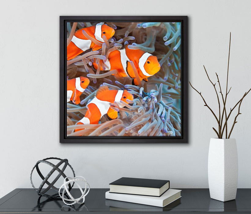 Clownsfische in Anemone  auf Leinwandbild Quadratisch gerahmt mit Kirschblüten
