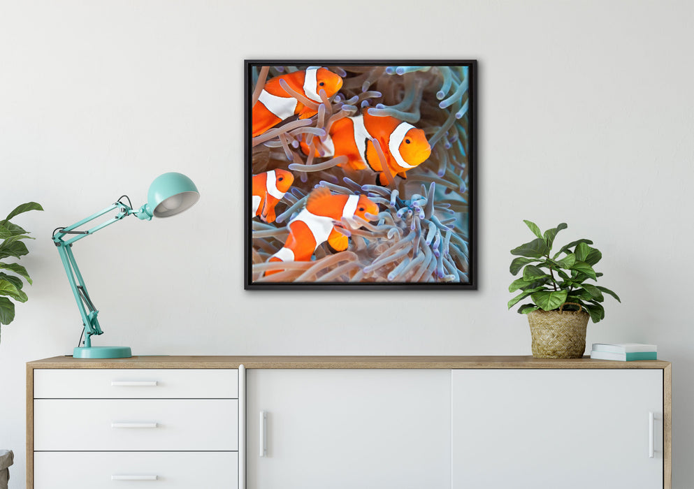 Clownsfische in Anemone auf Leinwandbild gerahmt Quadratisch verschiedene Größen im Wohnzimmer