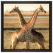 Giraffen Paar auf Leinwandbild Quadratisch gerahmt Größe 40x40