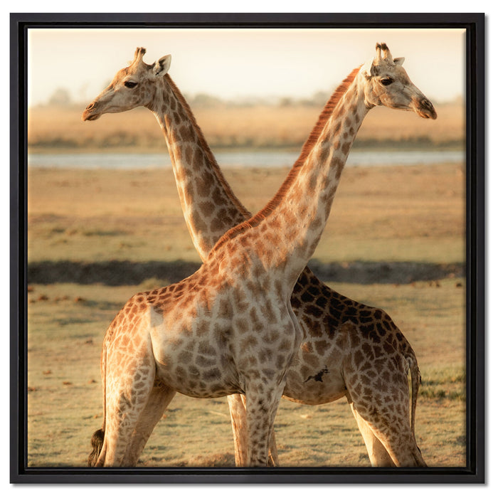 Giraffen Paar auf Leinwandbild Quadratisch gerahmt Größe 60x60