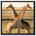 Giraffen Paar auf Leinwandbild Quadratisch gerahmt Größe 60x60