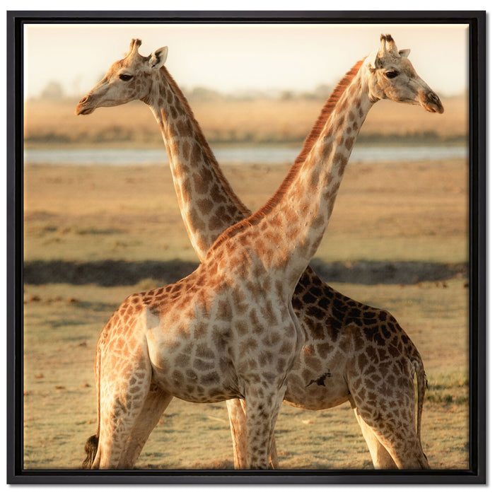 Giraffen Paar auf Leinwandbild Quadratisch gerahmt Größe 70x70