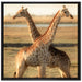 Giraffen Paar auf Leinwandbild Quadratisch gerahmt Größe 70x70