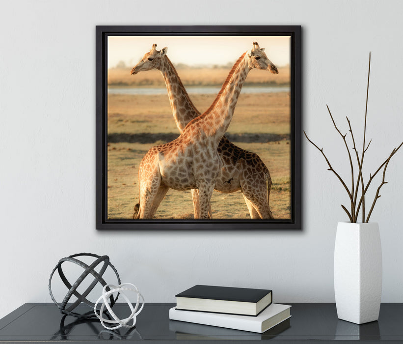 Giraffen Paar  auf Leinwandbild Quadratisch gerahmt mit Kirschblüten