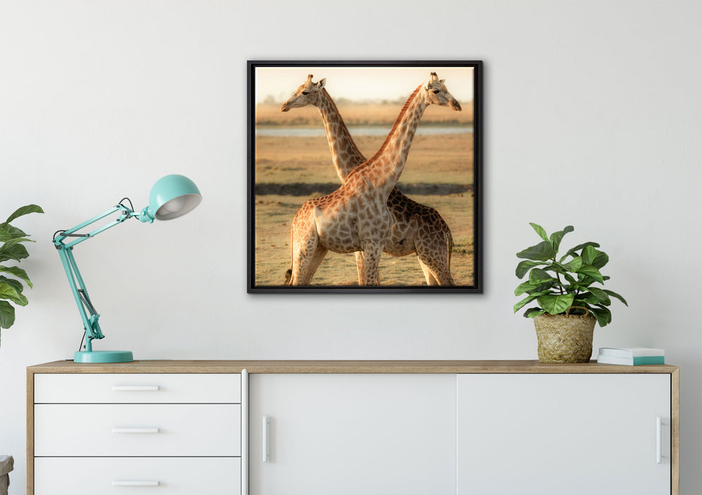 Giraffen Paar auf Leinwandbild gerahmt Quadratisch verschiedene Größen im Wohnzimmer