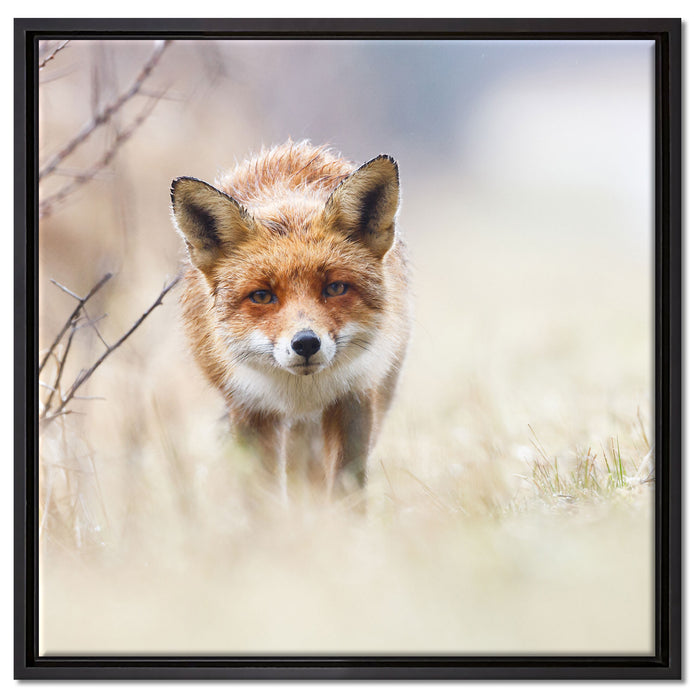 Schleichender fuchs auf Leinwandbild Quadratisch gerahmt Größe 60x60