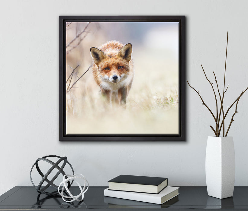 Schleichender fuchs  auf Leinwandbild Quadratisch gerahmt mit Kirschblüten