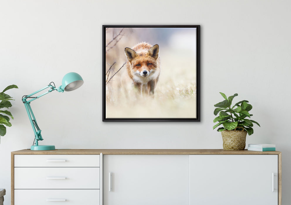 Schleichender fuchs auf Leinwandbild gerahmt Quadratisch verschiedene Größen im Wohnzimmer