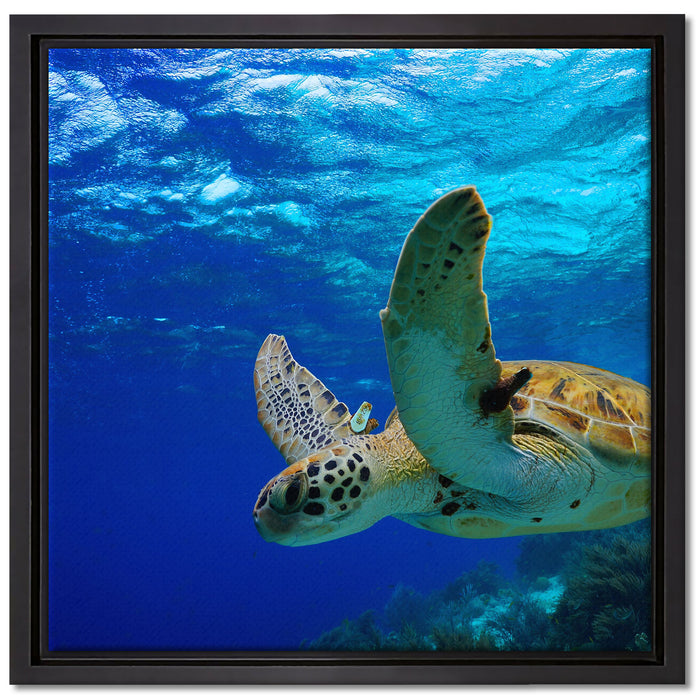 Schildkröte im Riff auf Leinwandbild Quadratisch gerahmt Größe 40x40