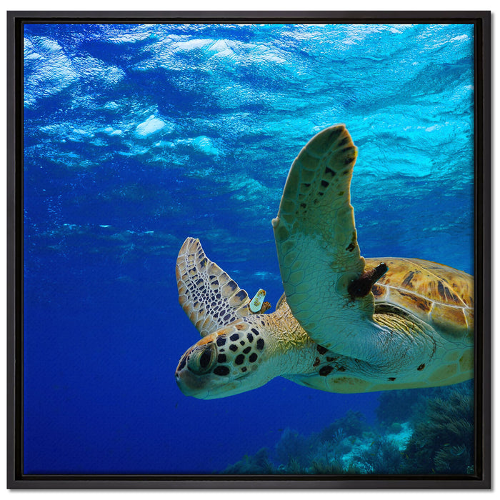 Schildkröte im Riff auf Leinwandbild Quadratisch gerahmt Größe 70x70