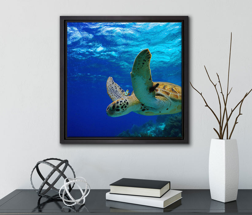 Schildkröte im Riff  auf Leinwandbild Quadratisch gerahmt mit Kirschblüten