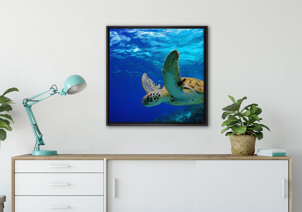Schildkröte im Riff auf Leinwandbild gerahmt Quadratisch verschiedene Größen im Wohnzimmer