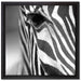 Zebra Nahaufnahme auf Leinwandbild Quadratisch gerahmt Größe 40x40