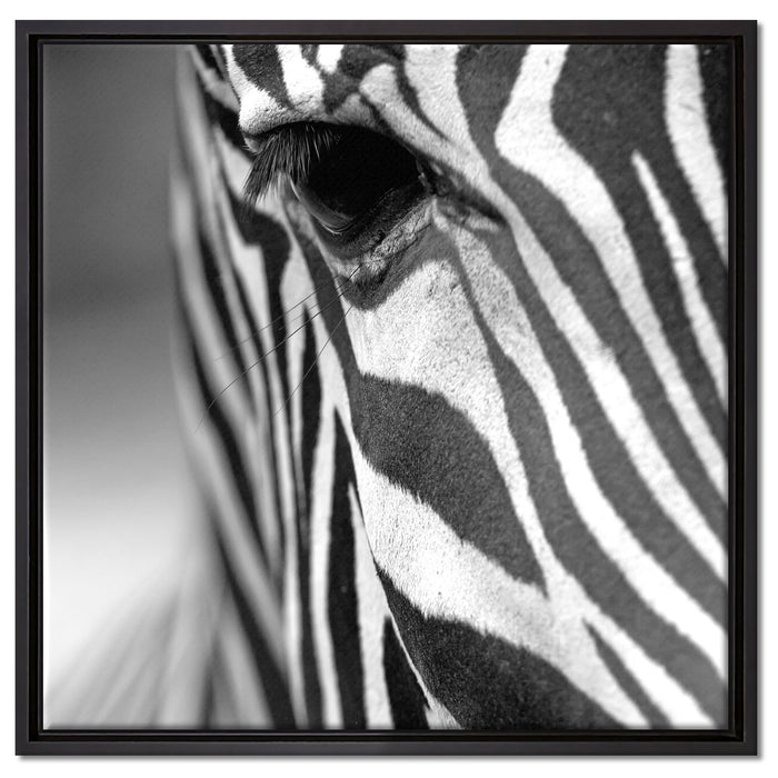 Zebra Nahaufnahme auf Leinwandbild Quadratisch gerahmt Größe 60x60