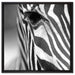 Zebra Nahaufnahme auf Leinwandbild Quadratisch gerahmt Größe 60x60