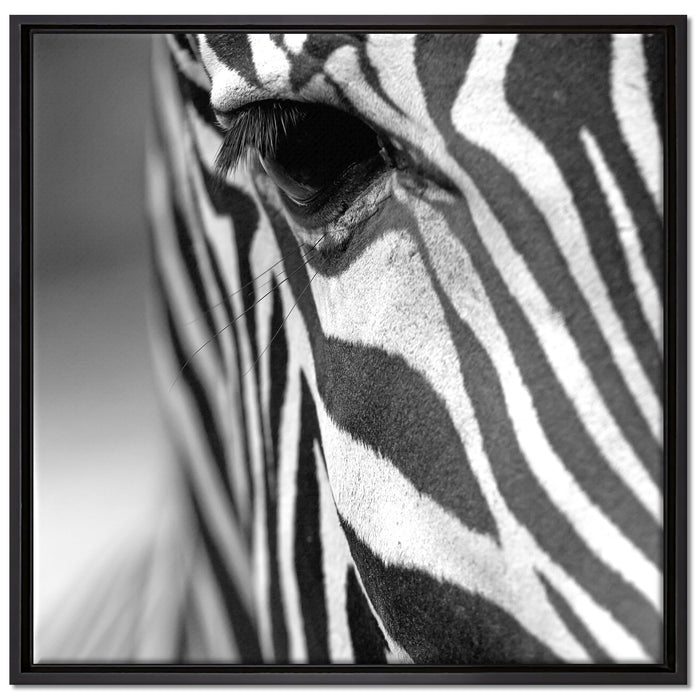 Zebra Nahaufnahme auf Leinwandbild Quadratisch gerahmt Größe 70x70