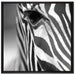 Zebra Nahaufnahme auf Leinwandbild Quadratisch gerahmt Größe 70x70