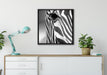 Zebra Nahaufnahme auf Leinwandbild gerahmt Quadratisch verschiedene Größen im Wohnzimmer