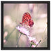 Bezaubernder Schmetterling auf Leinwandbild Quadratisch gerahmt Größe 40x40