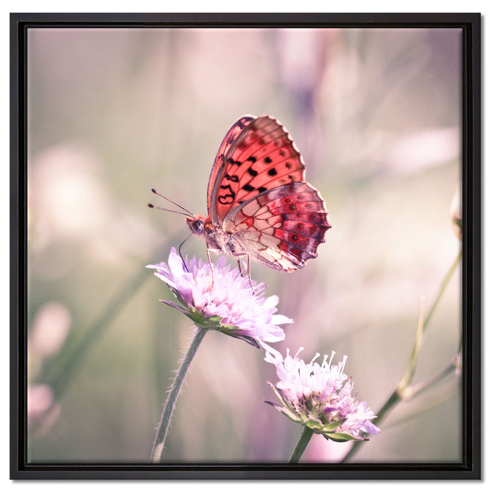Bezaubernder Schmetterling auf Leinwandbild Quadratisch gerahmt Größe 60x60