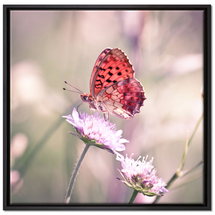 Bezaubernder Schmetterling auf Leinwandbild Quadratisch gerahmt Größe 70x70