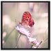 Bezaubernder Schmetterling auf Leinwandbild Quadratisch gerahmt Größe 70x70