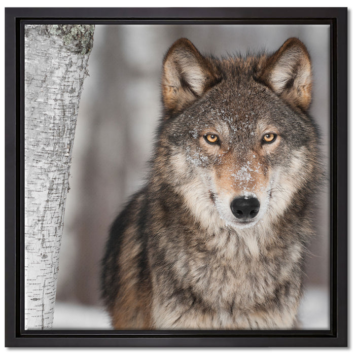 Wachsamer Wolf auf Leinwandbild Quadratisch gerahmt Größe 40x40