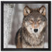 Wachsamer Wolf auf Leinwandbild Quadratisch gerahmt Größe 40x40