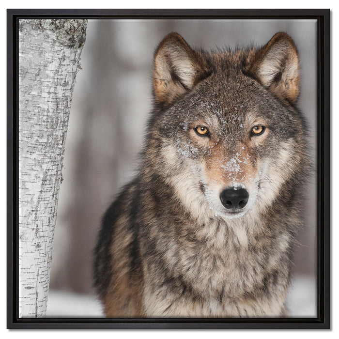 Wachsamer Wolf auf Leinwandbild Quadratisch gerahmt Größe 60x60