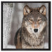 Wachsamer Wolf auf Leinwandbild Quadratisch gerahmt Größe 60x60