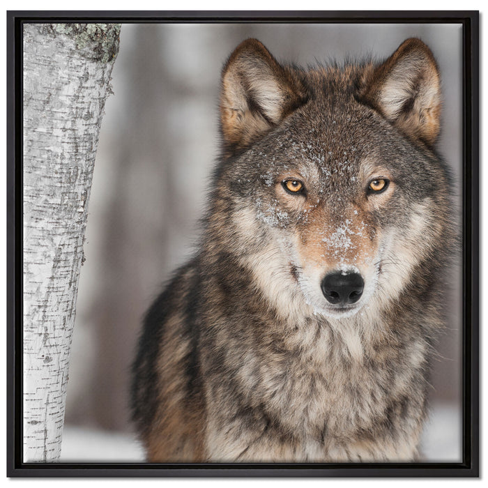 Wachsamer Wolf auf Leinwandbild Quadratisch gerahmt Größe 70x70