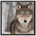 Wachsamer Wolf auf Leinwandbild Quadratisch gerahmt Größe 70x70