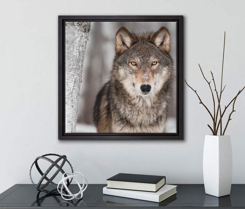 Wachsamer Wolf  auf Leinwandbild Quadratisch gerahmt mit Kirschblüten