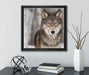 Wachsamer Wolf  auf Leinwandbild Quadratisch gerahmt mit Kirschblüten