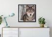 Wachsamer Wolf auf Leinwandbild gerahmt Quadratisch verschiedene Größen im Wohnzimmer