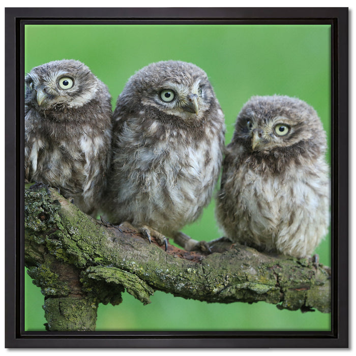 Drei Eulen auf Ast auf Leinwandbild Quadratisch gerahmt Größe 40x40