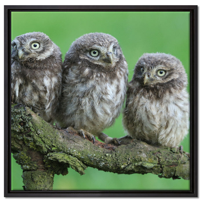 Drei Eulen auf Ast auf Leinwandbild Quadratisch gerahmt Größe 60x60