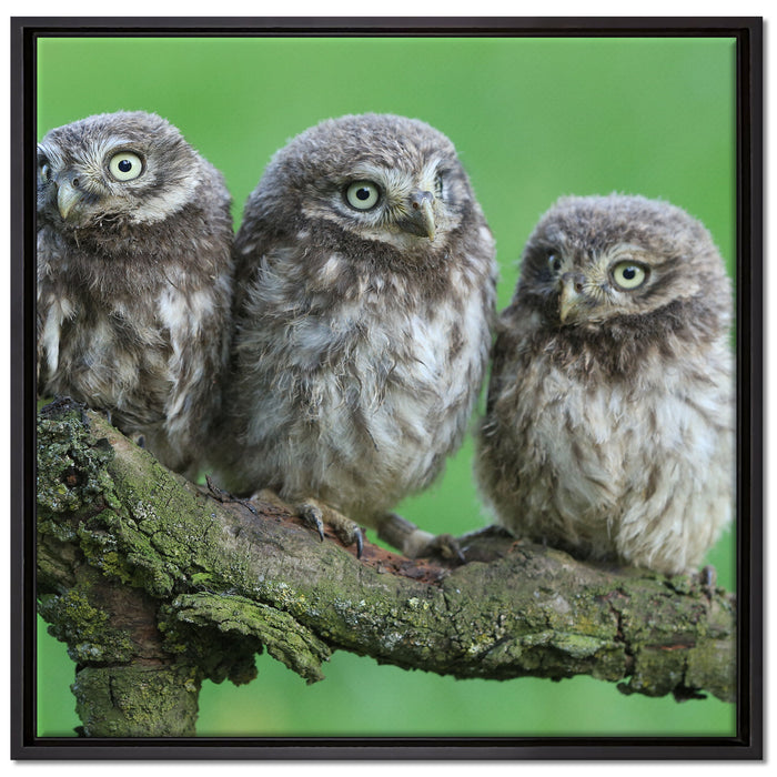 Drei Eulen auf Ast auf Leinwandbild Quadratisch gerahmt Größe 70x70