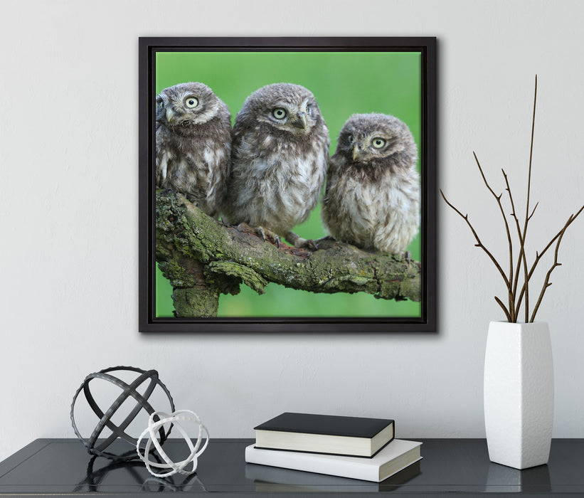 Drei Eulen auf Ast  auf Leinwandbild Quadratisch gerahmt mit Kirschblüten