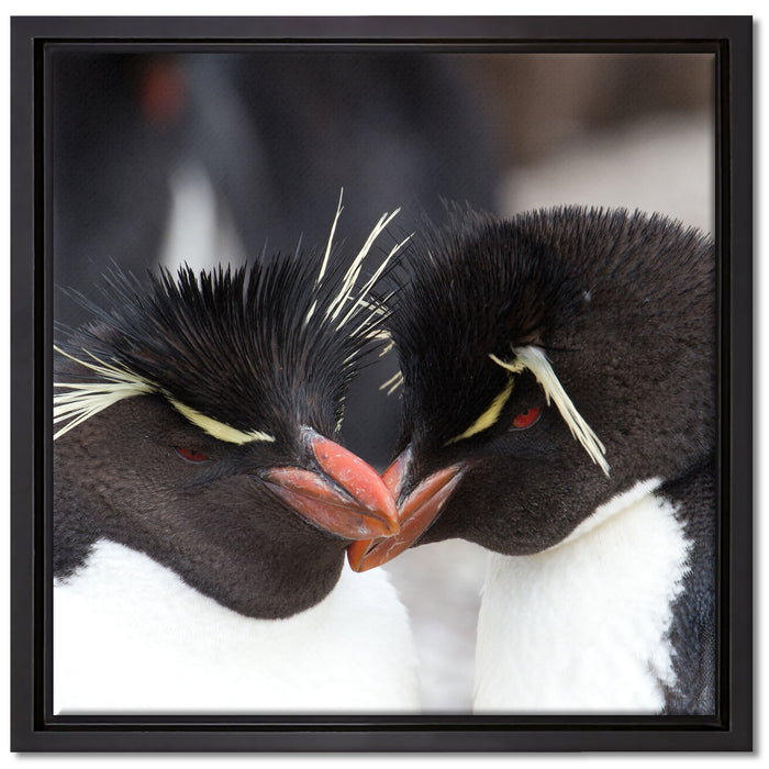 Pinguin Kuss auf Leinwandbild Quadratisch gerahmt Größe 40x40